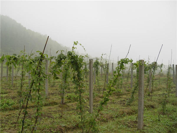 三叶木通产业概况